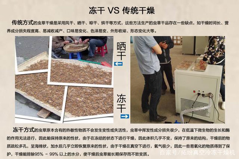 蟲(chóng)草3.jpg