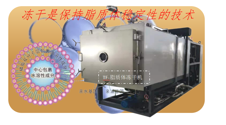 脂質(zhì)體凍干技術(shù)和脂質(zhì)體凍干機要求